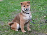 À vendre : 2 chiots femelles Shiba Inus LOF