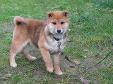 À vendre : 2 chiots femelles Shiba Inus LOF