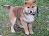 À vendre : 2 chiots femelles Shiba Inus LOF