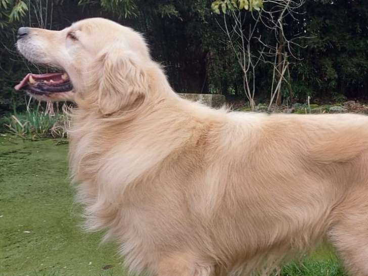 Un chien Golden Retriever LOF de 7 ans à vendre