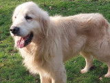 Un chien Golden Retriever LOF de 7 ans à vendre
