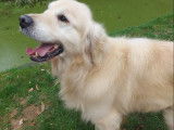 Un chien Golden Retriever LOF de 7 ans à vendre