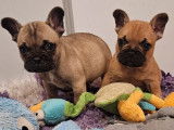 2 chiots mâles Bouledogues Français fauves LOF à réserver