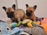 2 chiots mâles Bouledogues Français fauves LOF à réserver