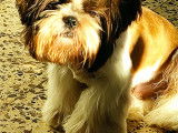 Mâle Shih Tzu disponible pour saillie