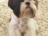 Mâle Shih Tzu disponible pour saillie