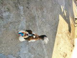 Mâle Shih Tzu disponible pour saillie