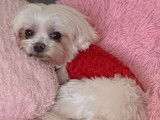 Mâle Bichon Maltais disponible pour saillie