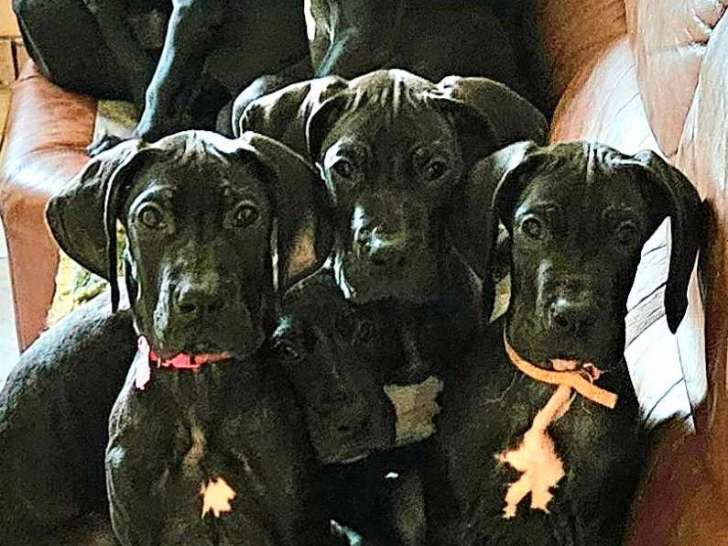 Portée de 10 chiots Dogues Allemands noirs à vendre