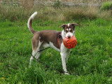 Floky, Husky croisé Dalmatien disponible pour saillie