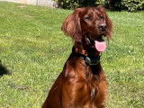 Mâle Setter Irlandais LOF disponible pour saillie
