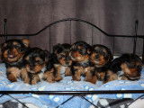 Chiots Yorkshire Terrier à vendre