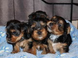 Chiots Yorkshire Terrier à vendre