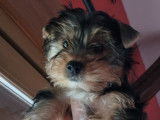 Chiots Yorkshire Terrier à vendre