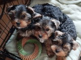 Chiots Yorkshire Terrier à vendre