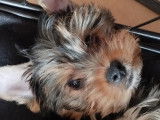 Chiots Yorkshire Terrier à vendre