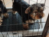 Chiots Yorkshire Terrier à vendre