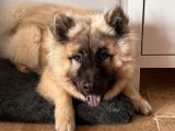 Mâle Eurasier disponible pour saillie