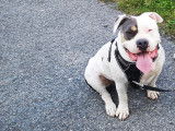 Chienne adulte de race American Bully à donner