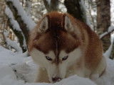 Mâle Husky cuivre LOF disponible pour saillie