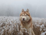 Mâle Husky cuivre LOF disponible pour saillie