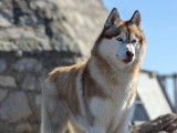 Mâle Husky cuivre LOF disponible pour saillie