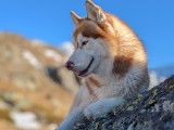 Mâle Husky cuivre LOF disponible pour saillie