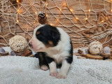 5 chiots Bergers Australiens LOF, de décembre 2023, à réserver