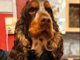 Chien Cocker Anglais LOF tricolore disponible à la saillie