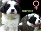 Chiots Saint-Bernard à vendre