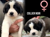Chiots Saint-Bernard à vendre