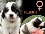 Chiots Saint-Bernard à vendre