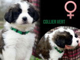 Chiots Saint-Bernard à vendre