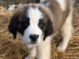 Chiots Saint-Bernard à vendre
