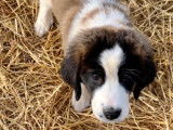 Chiots Saint-Bernard à vendre