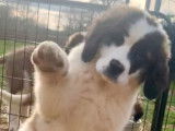 Chiots Saint-Bernard à vendre