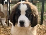 Chiots Saint-Bernard à vendre