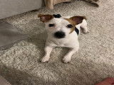 Mâle Jack Russell disponible pour saillie