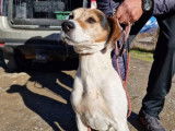 Adoption : chien tricolore cherche une famille