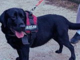 Cherche foyer aimant : chienne noire à adopter