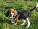 Chiots mâles Beagles LOF tricolores à vendre