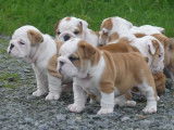 2 chiots Bulldogs Anglais mâles LOF à vendre