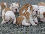 2 chiots Bulldogs Anglais mâles LOF à vendre