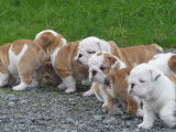 2 chiots Bulldogs Anglais mâles LOF à vendre