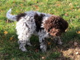 Chiot femelle Lagotto Romagnolo LOF &agrave; vendre