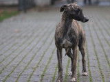 Chiot mâle Whippet LOF à vendre