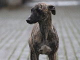 Chiot mâle Whippet LOF à vendre