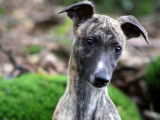 Chiot mâle Whippet LOF à vendre