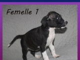 Vente de 11 chiots Amstaffs LOF