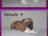 Vente de 11 chiots Amstaffs LOF